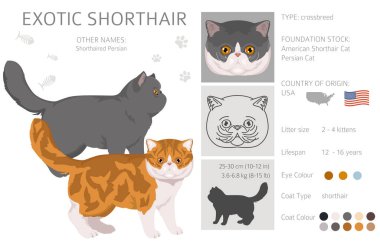 Egzotik Shorthair Cat klibi. Tüm ceket renkleri ayarlandı. Tüm kediler karakteristik bilgi kaynaklarına sahiptir. Vektör illüstrasyonu