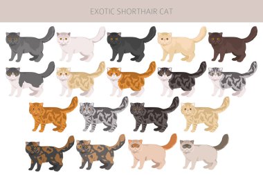 Egzotik Shorthair Cat klibi. Tüm ceket renkleri ayarlandı. Tüm kediler karakteristik bilgi kaynaklarına sahiptir. Vektör illüstrasyonu