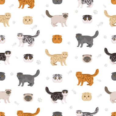 Foldex kedisi, egzotik kısa hava kedisi, kusursuz desen. Tüm ceket renkleri ayarlandı. Tüm kediler karakteristik bilgi kaynaklarına sahiptir. Vektör illüstrasyonu