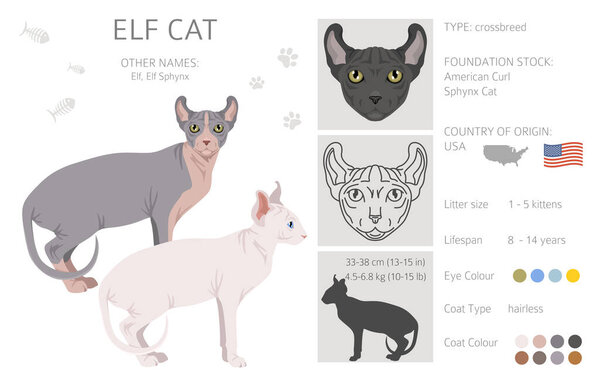Elf Sphynx Cat clipart. All coat colors set.  All cat breeds characteristics infographic. Vector illustration