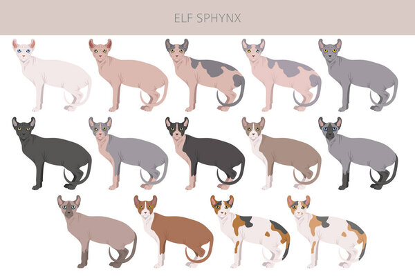 Elf Sphynx Cat clipart. All coat colors set.  All cat breeds characteristics infographic. Vector illustration