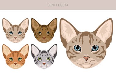 Genetta kedi klipsi. Tüm kediler karakteristik bilgi kaynaklarına sahiptir. Vektör illüstrasyonu