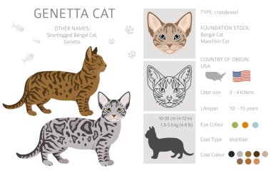 Genetta kedi klipsi. Tüm kediler karakteristik bilgi kaynaklarına sahiptir. Vektör illüstrasyonu