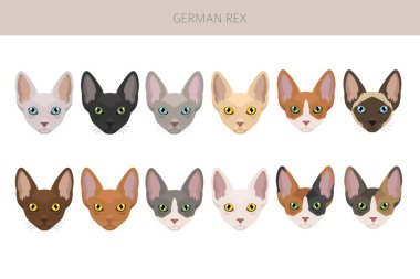 German Rex cat clipart. All cat breeds characteristics infographic. Vector illustration clipart