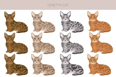 Genetta kedi klipsi. Tüm kediler karakteristik bilgi kaynaklarına sahiptir. Vektör illüstrasyonu