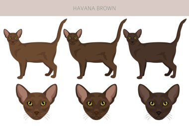 Havana Kahverengi Kedi klipsi. Tüm ceket renkleri ayarlandı. Tüm kediler karakteristik bilgi kaynaklarına sahiptir. Vektör illüstrasyonu