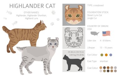 Hyghlander 'lı Lynx Cat tırmanışı. Tüm ceket renkleri ayarlandı. Tüm kediler karakteristik bilgi kaynaklarına sahiptir. Vektör illüstrasyonu