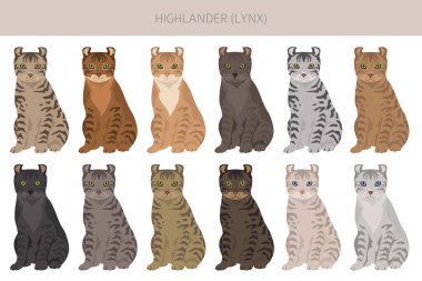 Hyghlander 'lı Lynx Cat tırmanışı. Tüm ceket renkleri ayarlandı. Tüm kediler karakteristik bilgi kaynaklarına sahiptir. Vektör illüstrasyonu