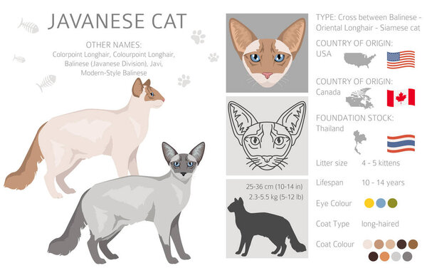 Javanese cat clipart. Colorpoint Longhair cats all coat colors set.  All cat breeds characteristics infographic. Vector illustration