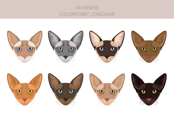 Javanese cat clipart. Colorpoint Longhair cats all coat colors set.  All cat breeds characteristics infographic. Vector illustration