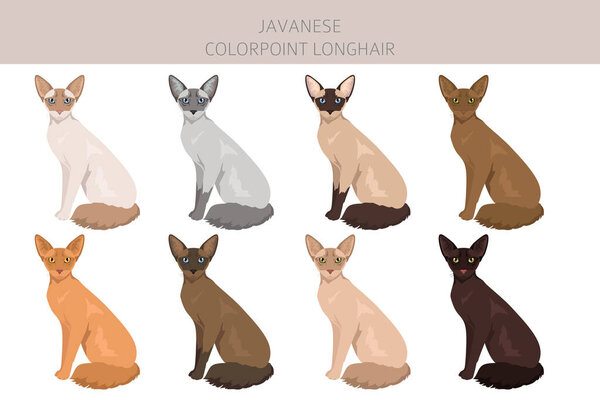 Javanese cat clipart. Colorpoint Longhair cats all coat colors set.  All cat breeds characteristics infographic. Vector illustration
