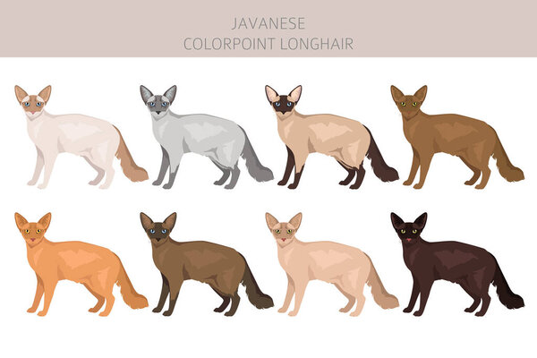 Javanese cat clipart. Colorpoint Longhair cats all coat colors set.  All cat breeds characteristics infographic. Vector illustration