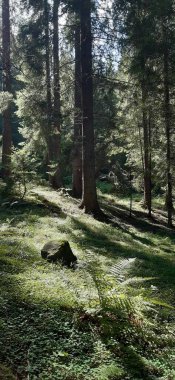 Bulgar Rodop Dağları. Dospat Gölü. Balkanlar. Sarnitsa, Pazardzhik Eyaleti. Orman manzarasına yakın çekim