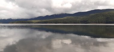 Bulgar Rodop Dağları. Dospat Gölü. Balkanlar. Sarnitsa, Pazardzhik Eyaleti. Orman manzarasına yakın çekim