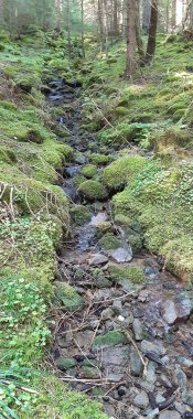 Bulgaristan 'ın Rodop Dağları' nın yoğun ormanlarındaki kayaları kaplayan yosunlar arasında akarsu ve küçük şelale