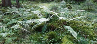 Bulgar Rodop Dağları. Dospat Gölü. Balkanlar. Sarnitsa, Pazardzhik Eyaleti. Orman manzarasına yakın çekim
