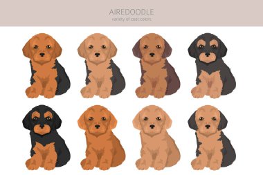Airedale Teriyer Kaniş karışımı. Airedoodle klipsi. Farklı ceket renkleri. Vektör illüstrasyonu
