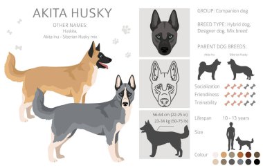 Akita Inu Sibirya Husky karışımı. Akita Husky klipsi. Farklı ceket renkleri. Vektör illüstrasyonu