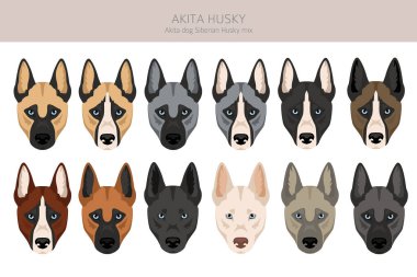 Akita Inu Sibirya Husky karışımı. Akita Husky klipsi. Farklı ceket renkleri. Vektör illüstrasyonu