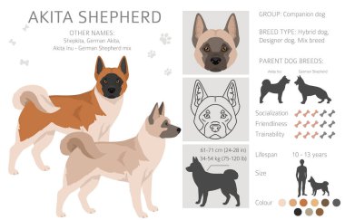 Akita Shepherd clipart. Akita Inu German Shepherd mix. Different coat colors set.  Vector illustration clipart