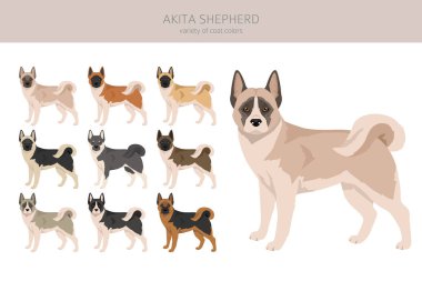 Akita Shepherd klipsi. Akita Inu Alman kurdu karışımı. Farklı ceket renkleri. Vektör illüstrasyonu