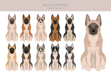 Akita Shepherd klipsi. Akita Inu Alman kurdu karışımı. Farklı ceket renkleri. Vektör illüstrasyonu