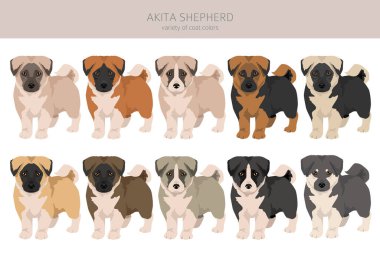 Akita Shepherd klipsi. Akita Inu Alman kurdu karışımı. Farklı ceket renkleri. Vektör illüstrasyonu
