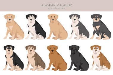 Alaska Malador Clipart. Alaska Malamute Labrador Retriever karışımı. Farklı ceket renkleri. Vektör illüstrasyonu