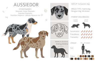 Aussiedor clipart. Avustralyalı çoban Labrador Retriever karışımı. Farklı ceket renkleri. Vektör illüstrasyonu
