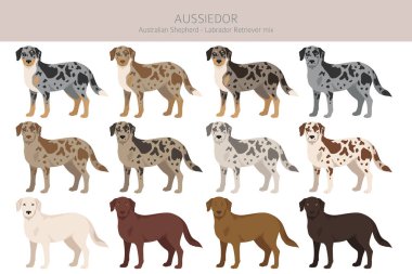 Aussiedor clipart. Avustralyalı çoban Labrador Retriever karışımı. Farklı ceket renkleri. Vektör illüstrasyonu