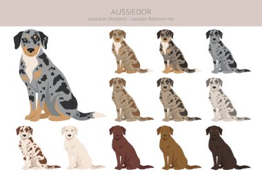 Aussiedor clipart. Avustralyalı çoban Labrador Retriever karışımı. Farklı ceket renkleri. Vektör illüstrasyonu