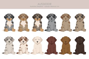 Aussiedor clipart. Avustralyalı çoban Labrador Retriever karışımı. Farklı ceket renkleri. Vektör illüstrasyonu
