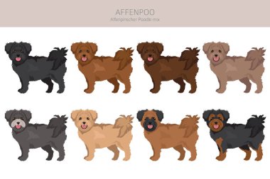 Cilt bakımı. Afenpinscher kaniş karışımı. Farklı ceket renkleri. Vektör illüstrasyonu