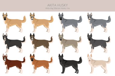Akita Inu Sibirya Husky karışımı. Akita Husky klipsi. Farklı ceket renkleri. Vektör illüstrasyonu