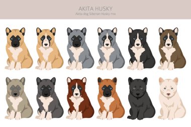 Akita Inu Sibirya Husky karışımı. Akita Husky klipsi. Farklı ceket renkleri. Vektör illüstrasyonu