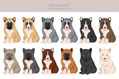 Akita Inu Siberian Husky mix. Akita Husky clipart. Different coat colors set.  Vector illustration clipart