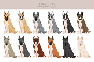 Akita Inu Sibirya Husky karışımı. Akita Husky klipsi. Farklı ceket renkleri. Vektör illüstrasyonu