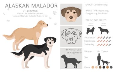 Alaska Malador Clipart. Alaska Malamute Labrador Retriever karışımı. Farklı ceket renkleri. Vektör illüstrasyonu