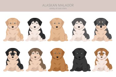Alaska Malador Clipart. Alaska Malamute Labrador Retriever karışımı. Farklı ceket renkleri. Vektör illüstrasyonu