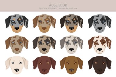 Aussiedor clipart. Avustralyalı çoban Labrador Retriever karışımı. Farklı ceket renkleri. Vektör illüstrasyonu