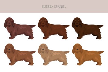 Sussex Spaniel ceket renkleri, farklı pozlar. Vektör illüstrasyonu