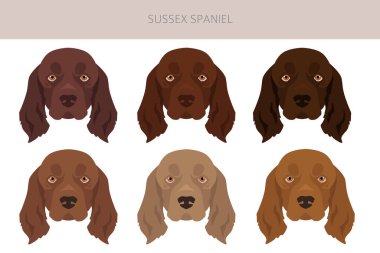 Sussex Spaniel ceket renkleri, farklı pozlar. Vektör illüstrasyonu