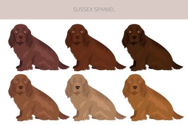 Sussex Spaniel ceket renkleri, farklı pozlar. Vektör illüstrasyonu