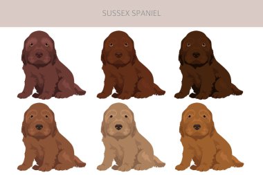 Sussex Spaniel ceket renkleri, farklı pozlar. Vektör illüstrasyonu