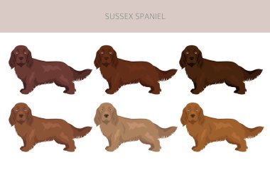 Sussex Spaniel ceket renkleri, farklı pozlar. Vektör illüstrasyonu