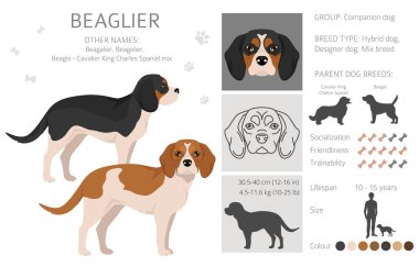 Beagle Cavalier King Charles Spaniel karışımı. Daha güzel bir tırmanış. Farklı ceket renkleri. Vektör illüstrasyonu