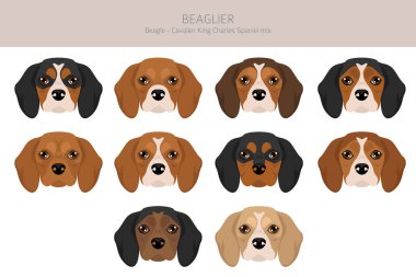 Beagle Cavalier King Charles Spaniel karışımı. Daha güzel bir tırmanış. Farklı ceket renkleri. Vektör illüstrasyonu