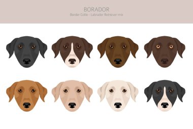 Border Collie Labrador Retriever mix. Borador clipart. Different coat colors set.  Vector illustration clipart