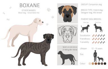 Boxane clipart. Boxer dog Great Dane mix. Different coat colors set.  Vector illustration clipart