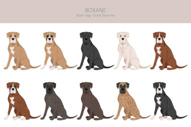 Boxane klipsi. Boksör köpeği Great Dane mix. Farklı ceket renkleri. Vektör illüstrasyonu